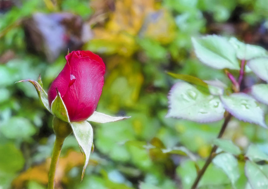 Rose Photograph - Artistic Rose November by Leif Sohlman