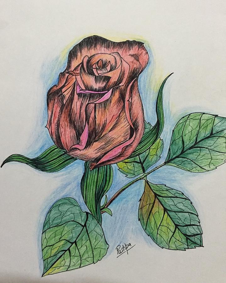 Rose Drawing - Artistic Rose by Pushpa Sharma