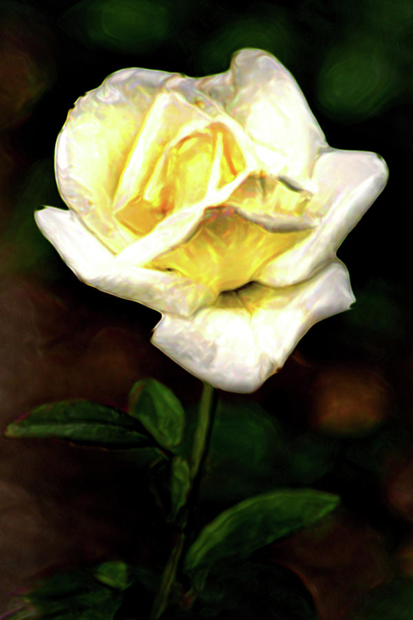 Artistic Rose-White Photograph by Don Johnson