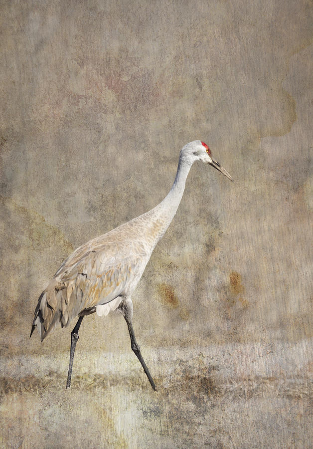 Artistic Sandhill Crane 2014-1 Photograph by Thomas Young