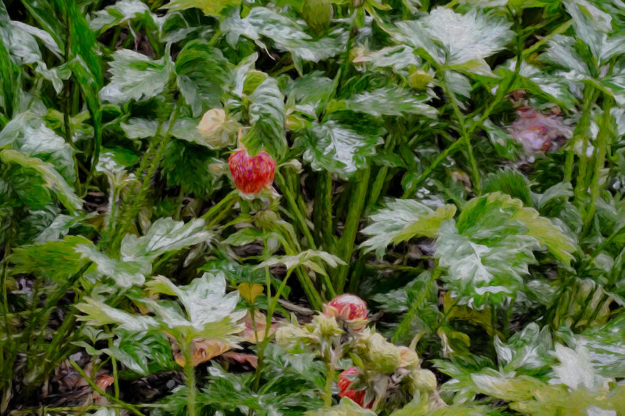 Strawberry Photograph - Artistic Strawberries In Rain by Leif Sohlman