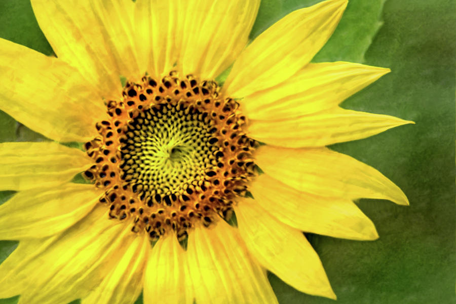 Artistic Summer Sunflower Photograph by Don Johnson