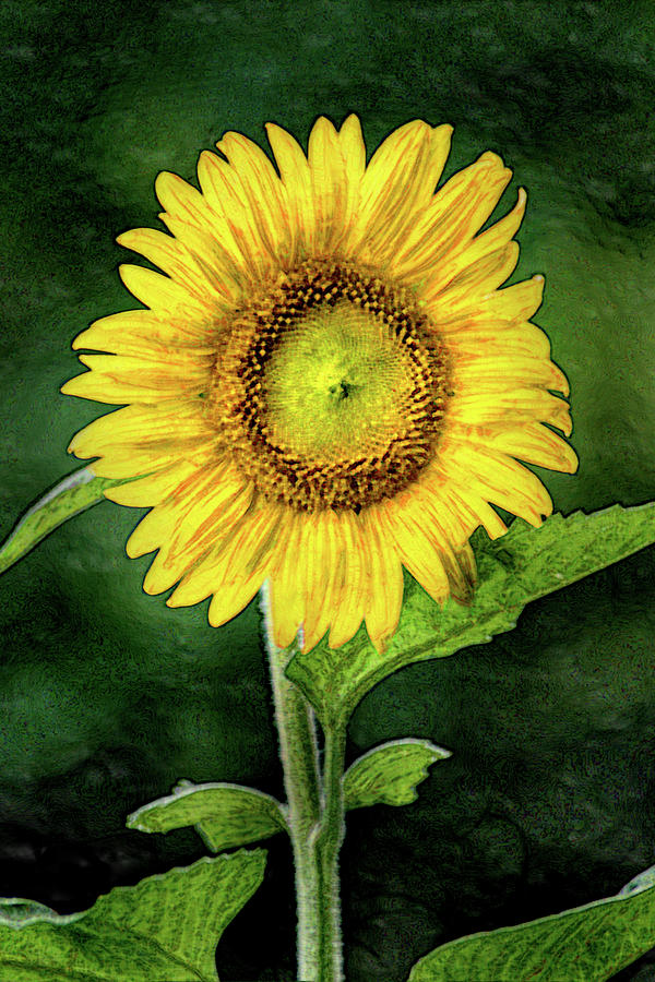 Artistic Sunflower in Bloom Photograph by Don Johnson