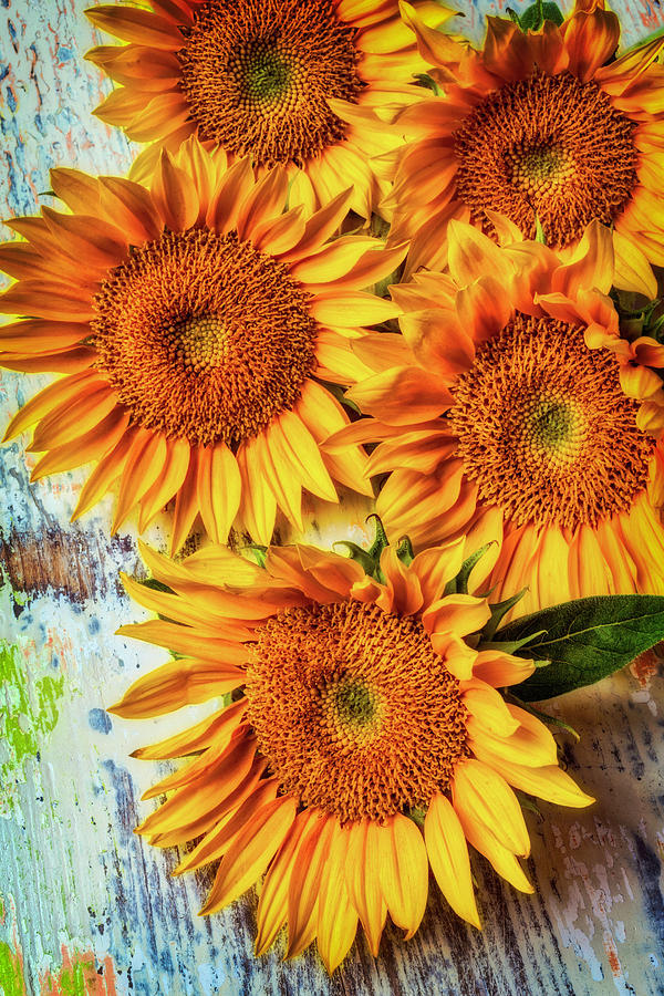 Artistic Sunflowers Photograph by Garry Gay