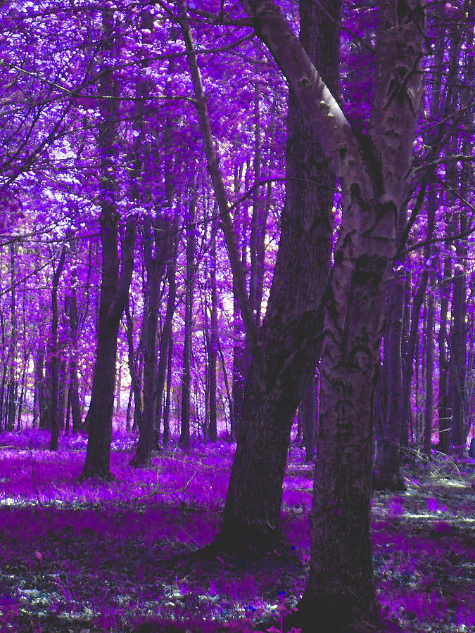 Artistic Tree in Purple Photograph by Michelle Audas - Fine Art America