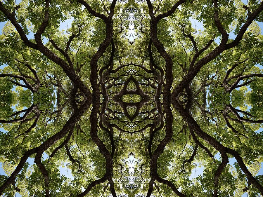 Artistic Tree Mandala Photograph by Alexander Uri - Fine Art America