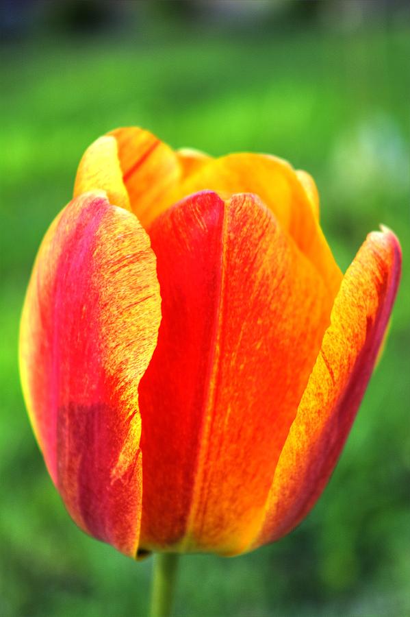 Artistic Tulip Photograph by FineArtRoyal Joshua Mimbs