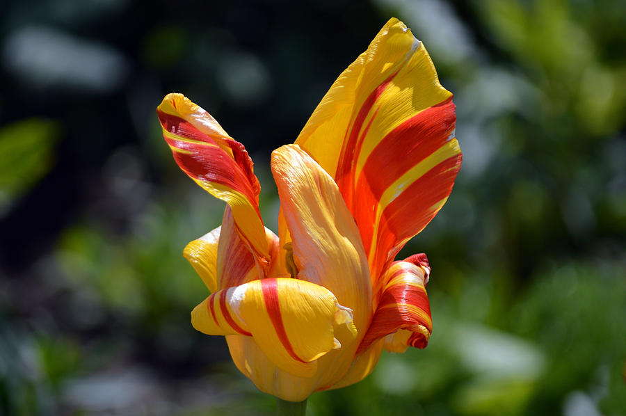Artistic Tulip Photograph by Terence Davis
