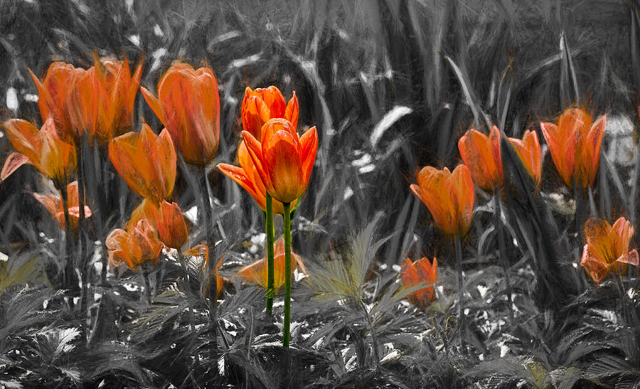 Artistic Tulips Orange Photograph by Leif Sohlman