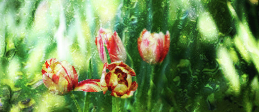 Artistic Tulips Photograph by Toni Hopper