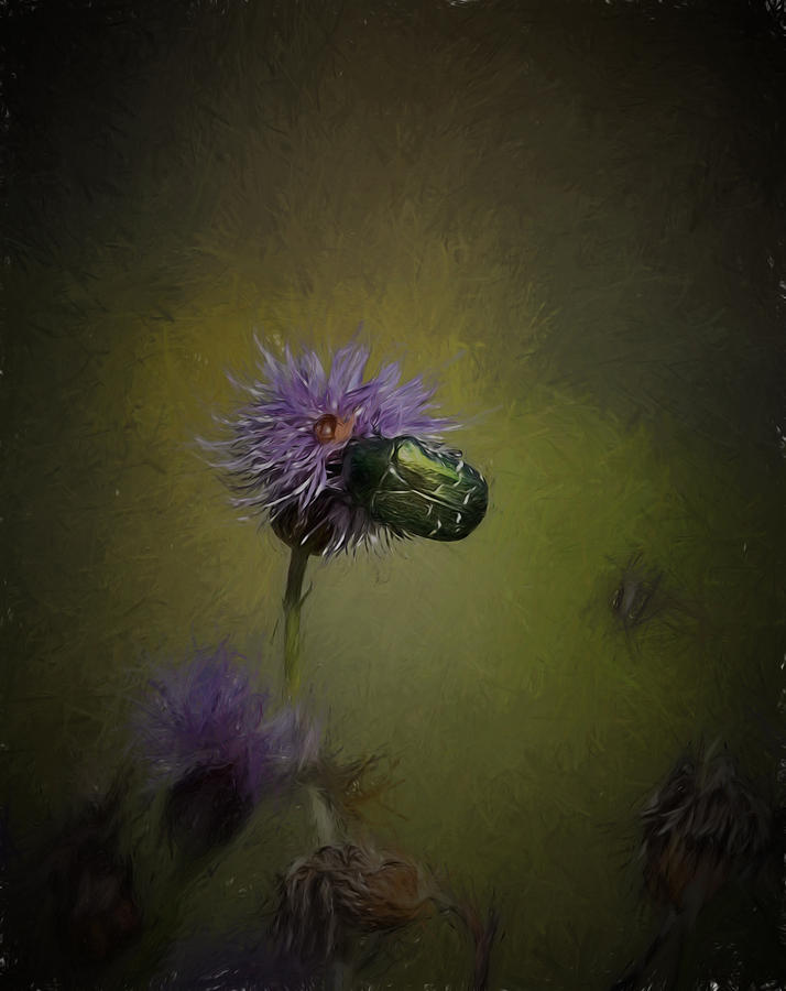 Artistic Two beetles on a thistle flower Photograph by Leif Sohlman