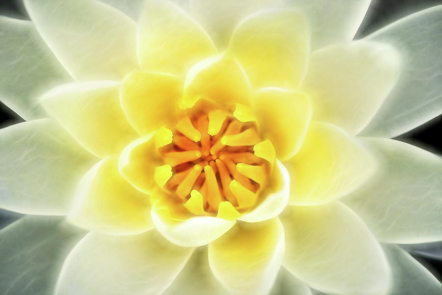 Artistic White-Yellow Water Lily Photograph by Don Johnson
