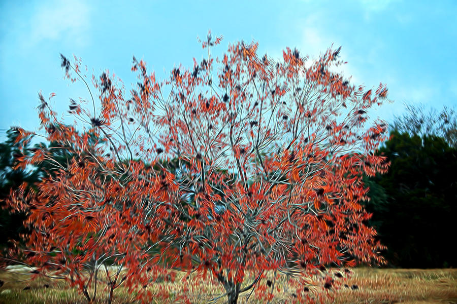 Artistid Fall Red Tree Leaves Photograph by Linda Phelps