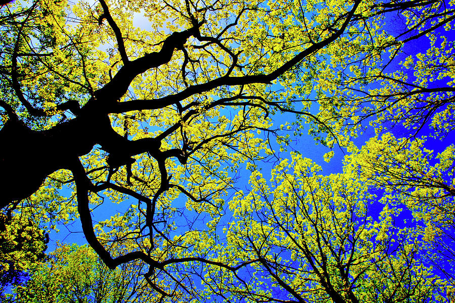 Artsy Tree Canopy Series, Early Spring - # 01 Photograph by The James Roney Collection