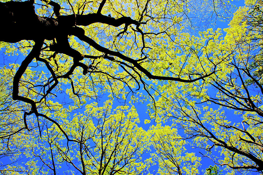 Artsy Tree Canopy Series, Early Spring - # 03 Photograph by The James Roney Collection