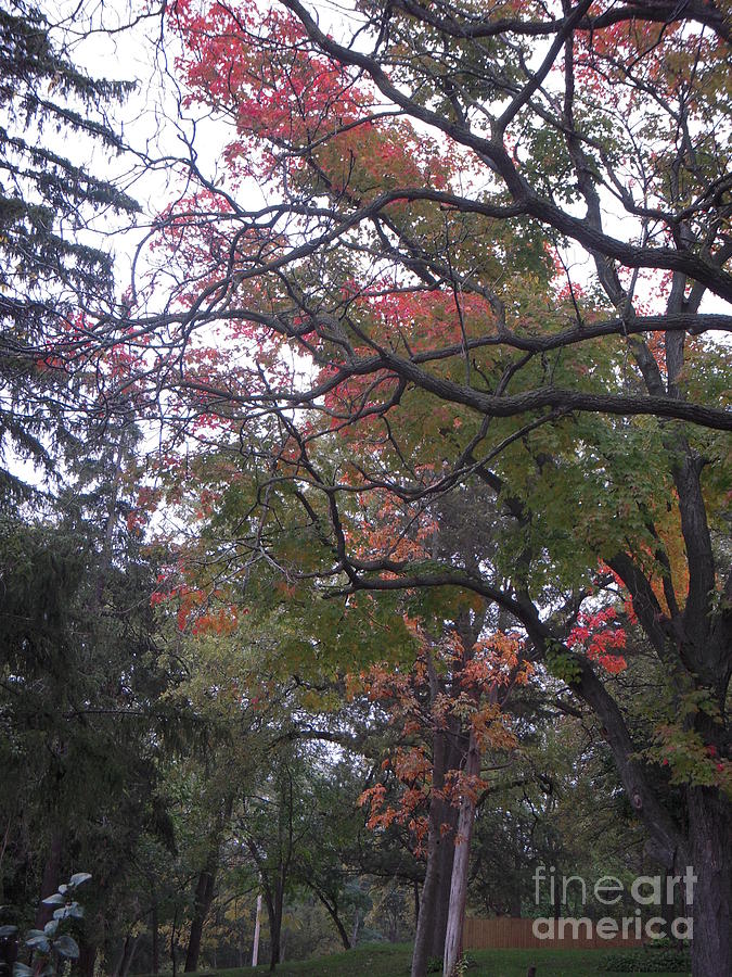 Artsy Tree Photograph by Deborah Finley - Fine Art America