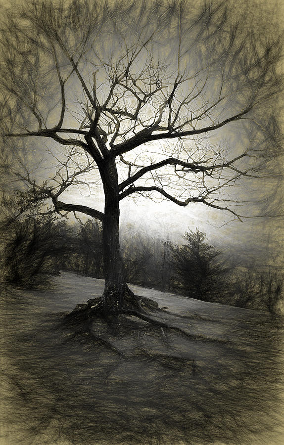 Artsy tree Photograph by John Schultz - Pixels