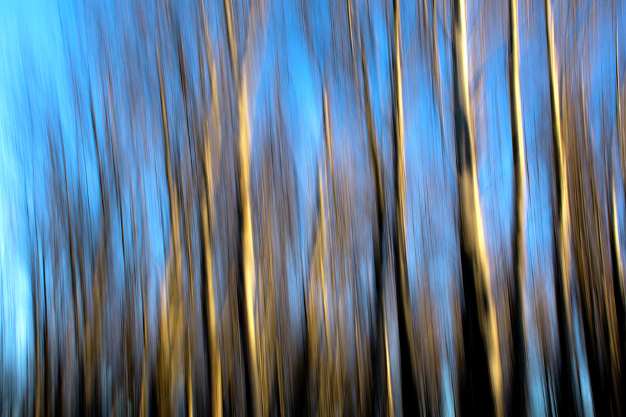 Artsy trees Photograph by Wolfgang Stocker