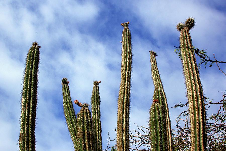 Aruba Cactus Photograph by Robert Wilder Jr