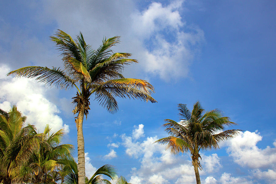 Aruba Palms Photograph by Robert Wilder Jr