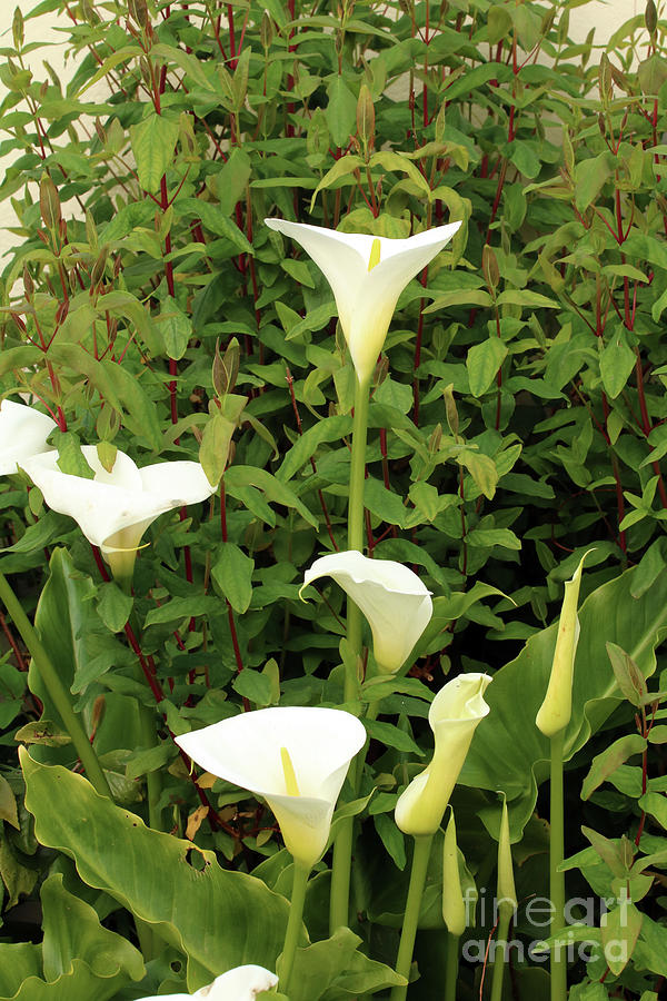 Arum Lilies Photograph by Terri Waters