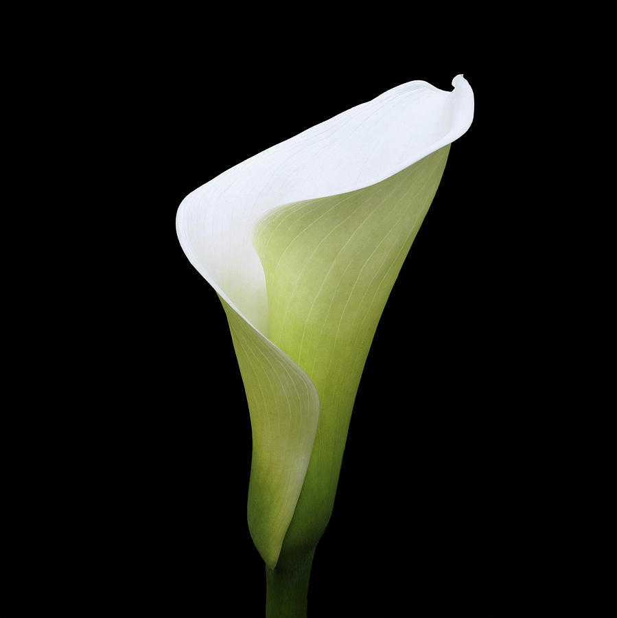 Arum Lily Digital Art by Julian Perry