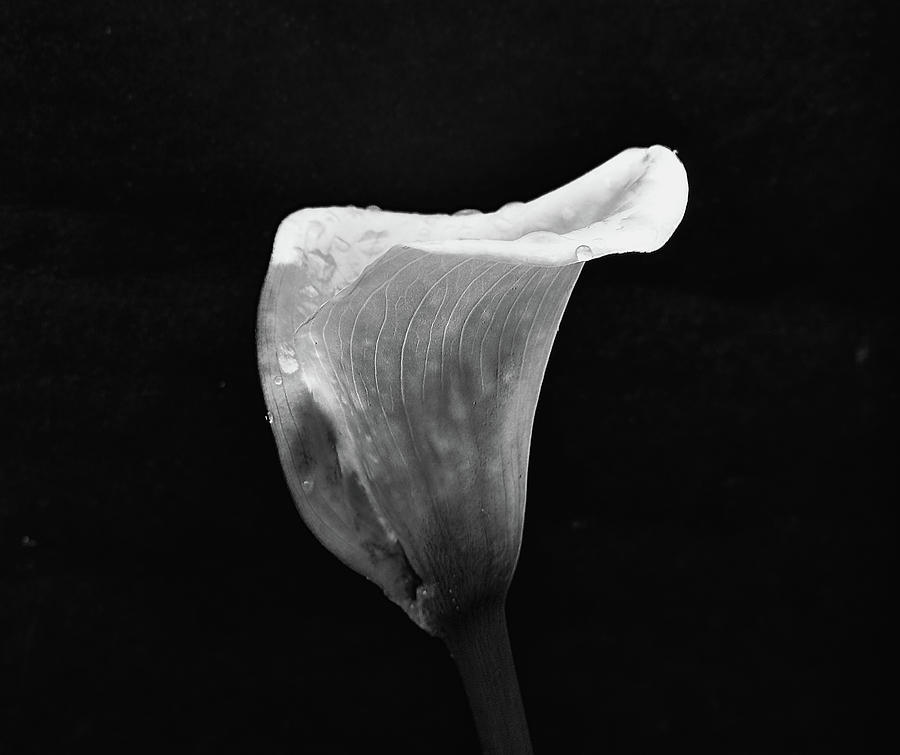 Arum Lily Monochrome Pyrography by Jeff Townsend