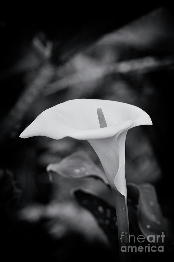 Arum Lily Monochrome Photograph by Tim Gainey