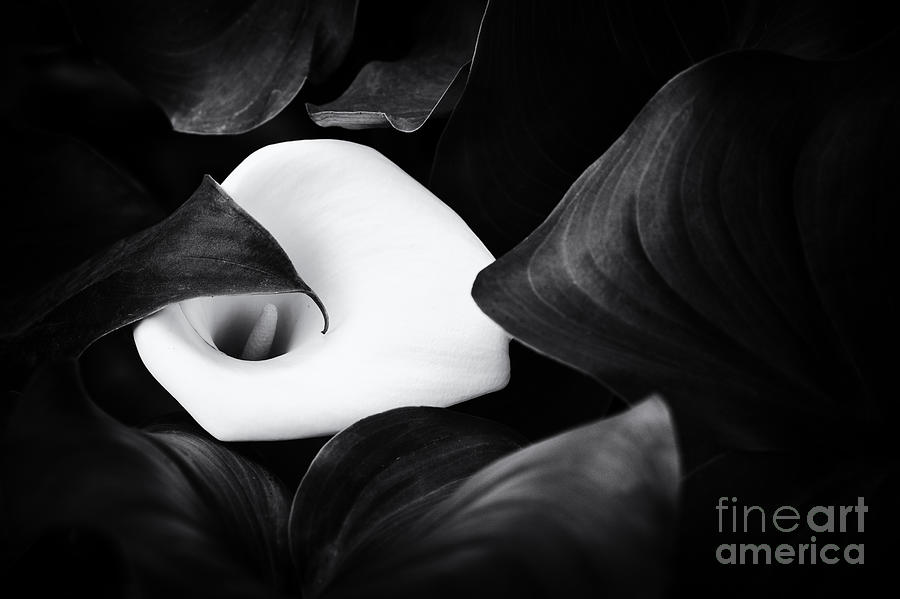 Arum lily Photograph by Tim Gainey
