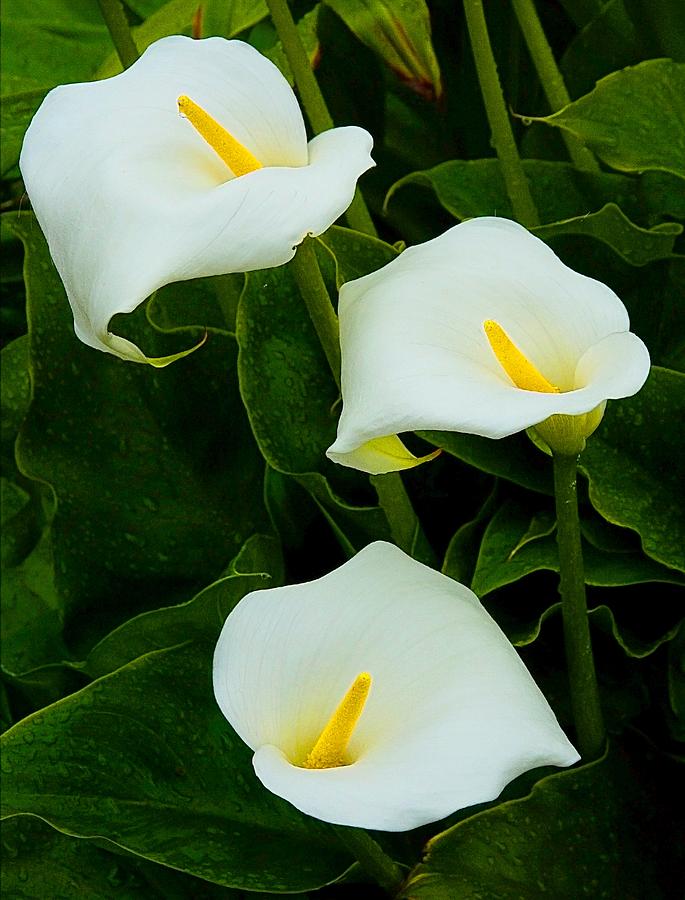 Arum Lily Trio Photograph by Aleck Rich Seddon