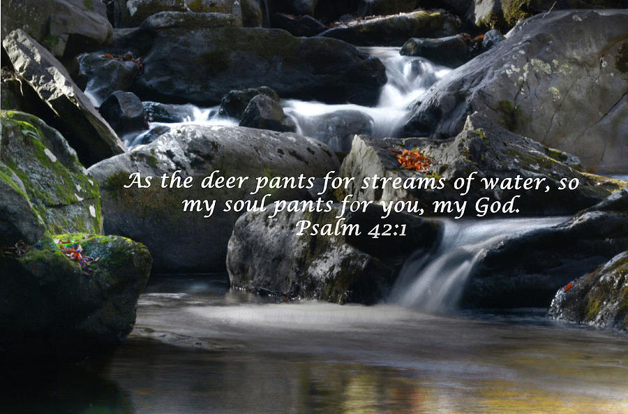 As the deer pants for streams of water so my soul pants for you my God   Psalm 421  Sunday Social