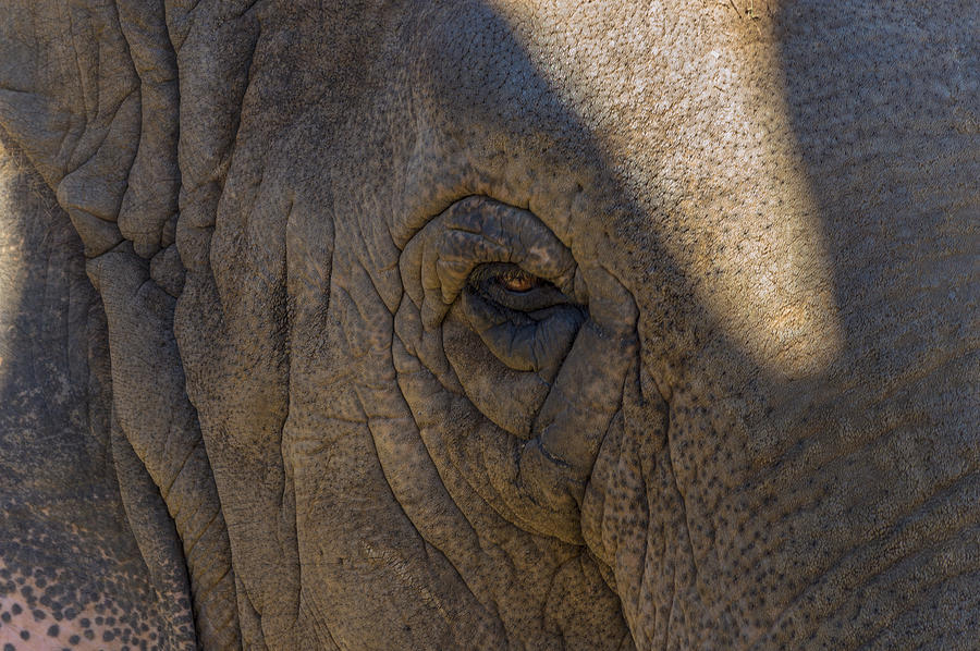 Elephant Photograph - As An Elephants Eye by Stoney Stone