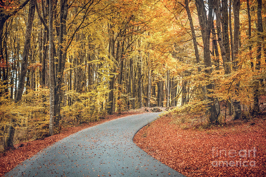 Fall Photograph - As Autumn Falls by Evelina Kremsdorf