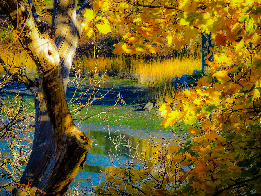 As Fall Leaves Photograph by Glenn Feron