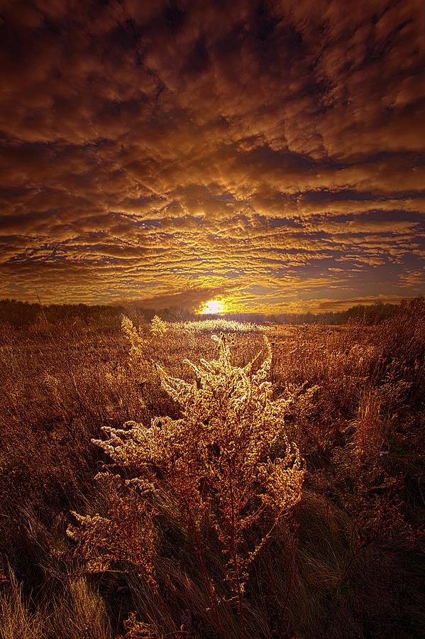 As It Was In The Beginning Photograph by Phil Koch