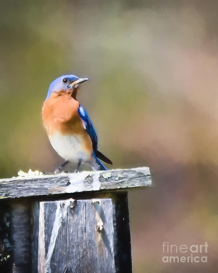 As Long As There Are Bluebirds Photograph by Kerri Farley