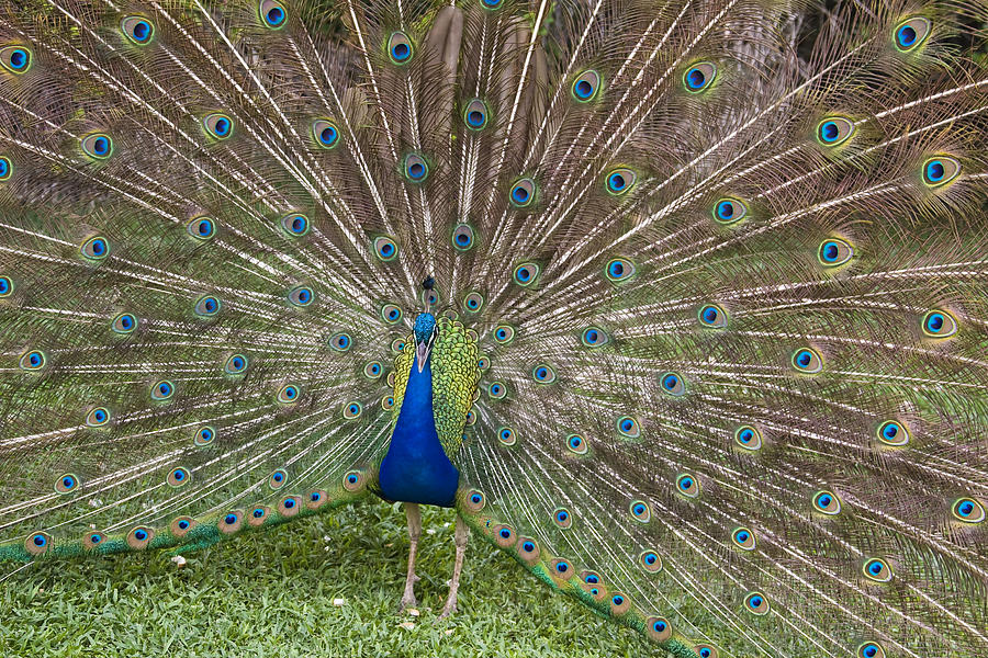 As proud as a peacock Photograph by Jakub Buza - Fine Art America