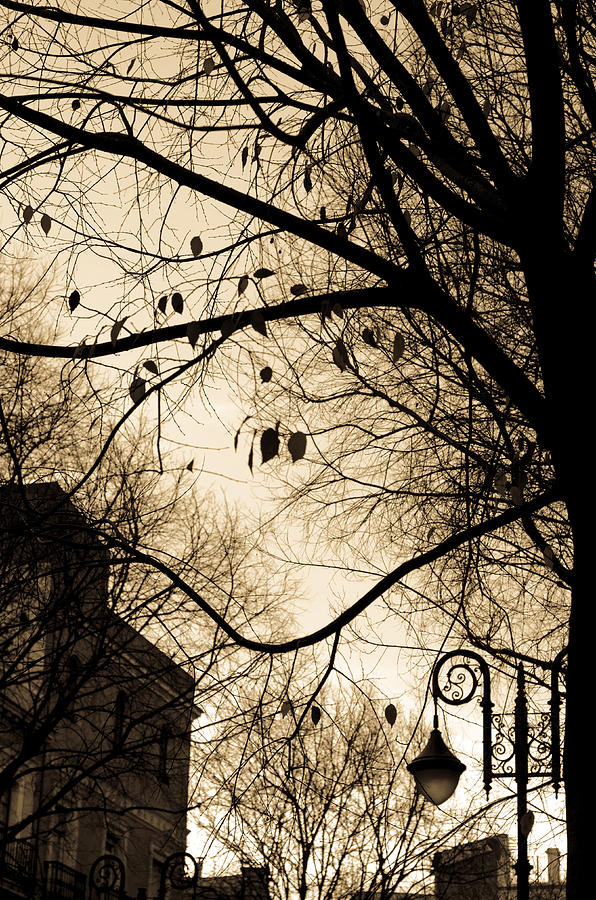As Shadows Fall - Sepia Tones Photograph by AM FineArtPrints