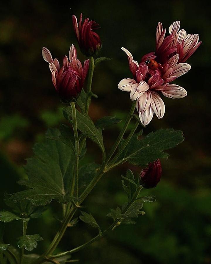 Nature Photograph - Ladybug on Flower by Awni Hussein