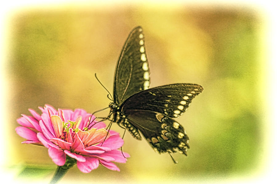 Butterfly Photograph - As Summer Fades by Ola Allen