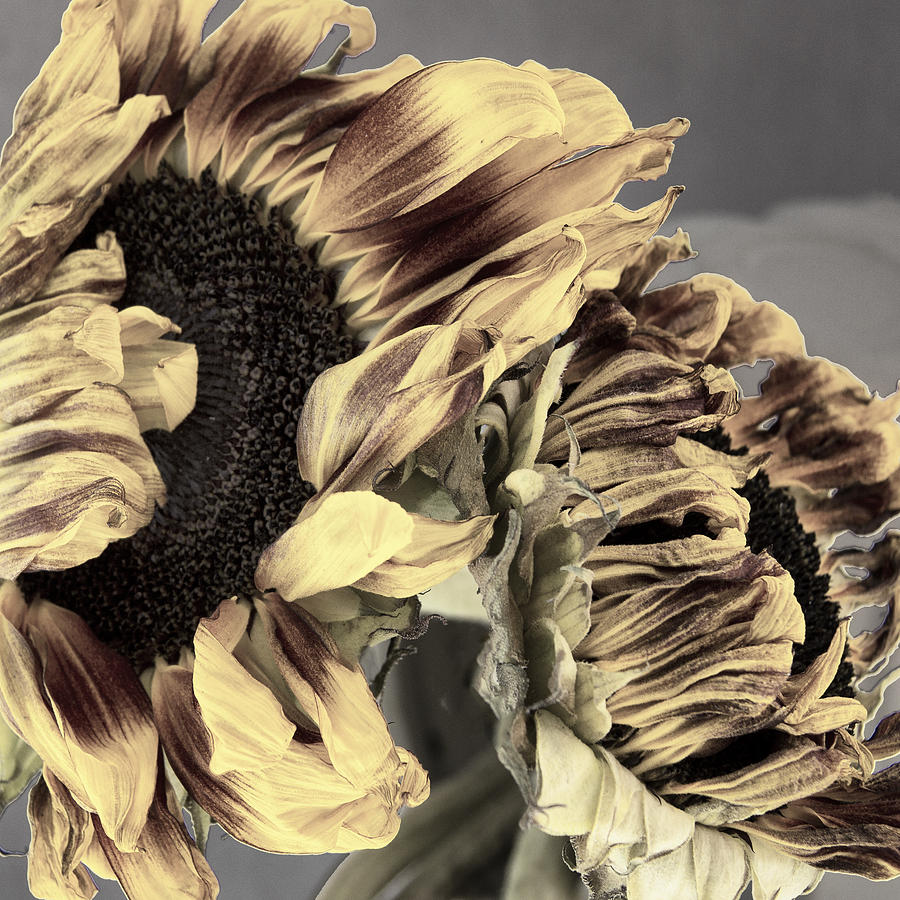 AS SUNFLOWERS FADE Sunflower Diary Photograph by William Dey