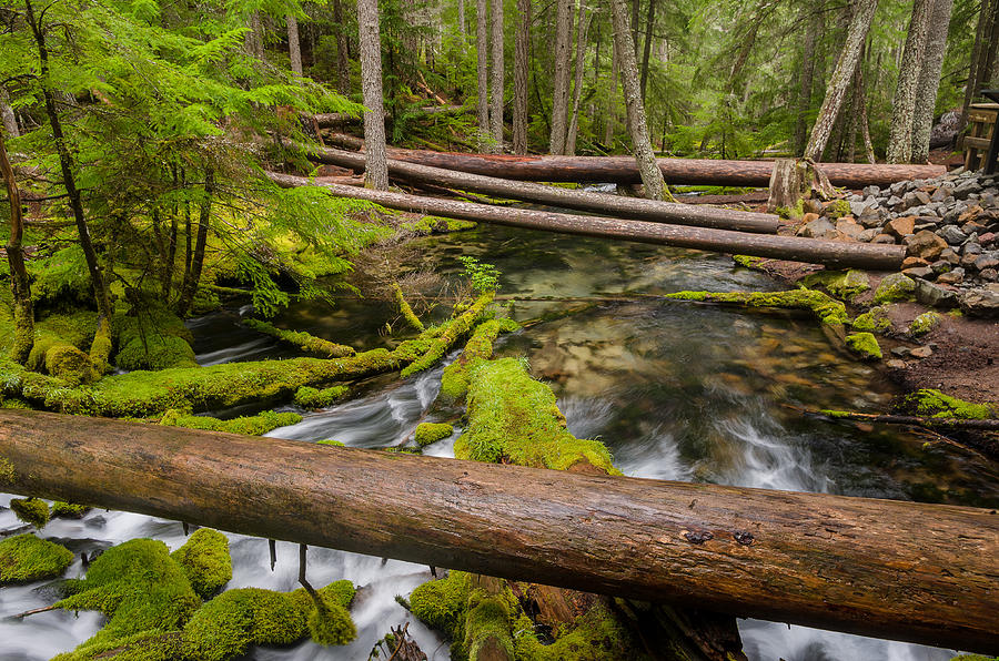 As the Creek Flows Photograph by Greg Nyquist