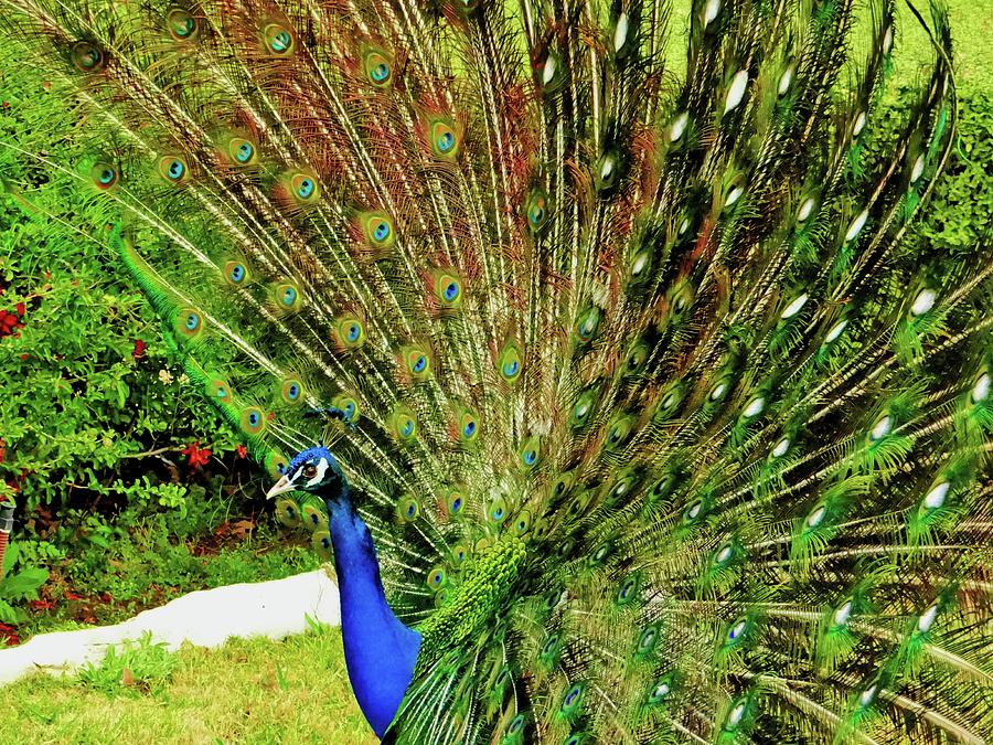 As The Feathers Fanned Up Photograph by Doris Aguirre