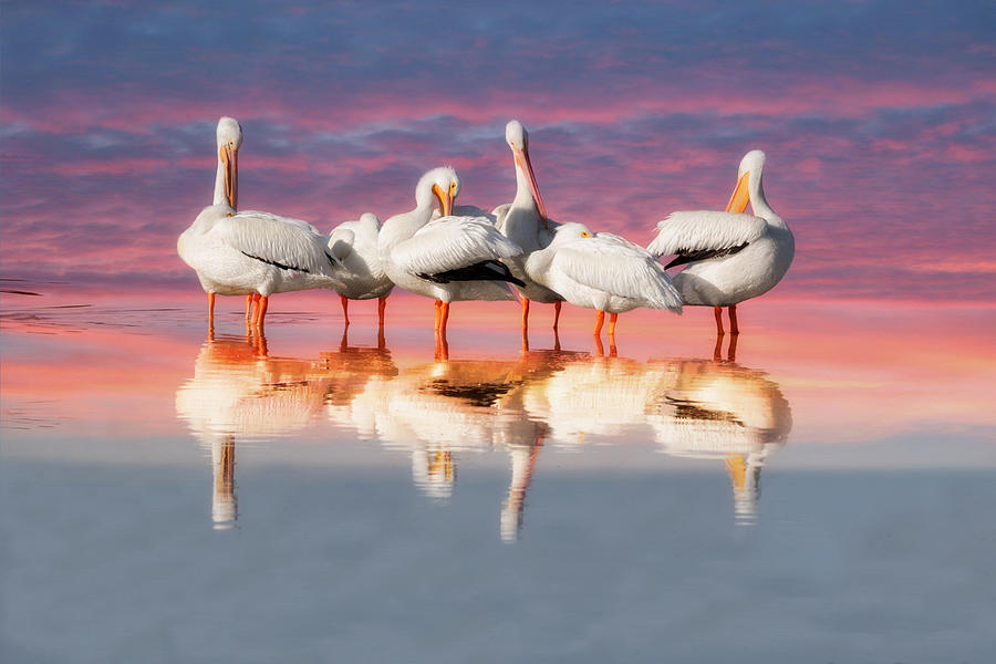 Pelican Photograph - As The Sun Goes Down by Kim Hojnacki