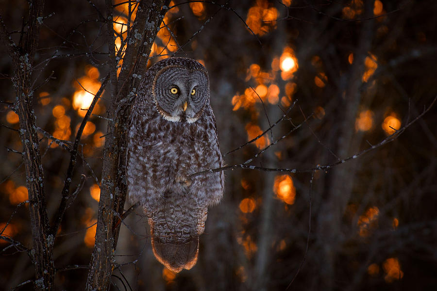 Owl Photograph - As The Sun Goes Down by Nick Kalathas