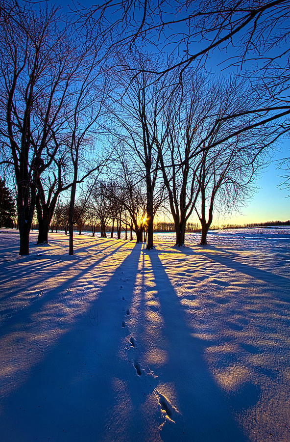 Winter Photograph - As the Sun Misses the Flower in the Depths of Winter by Phil Koch