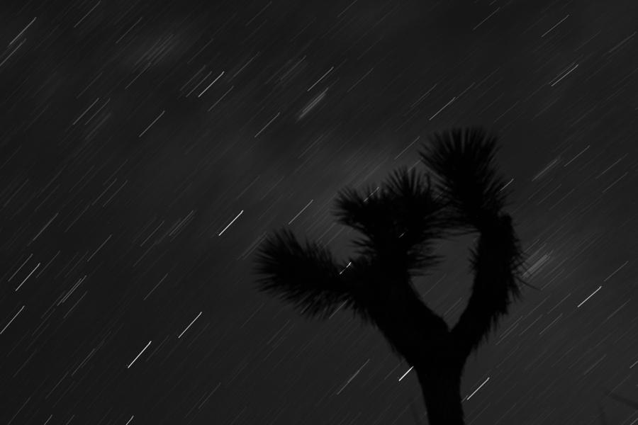 As The World Spins With A Joshua Tree Photograph
