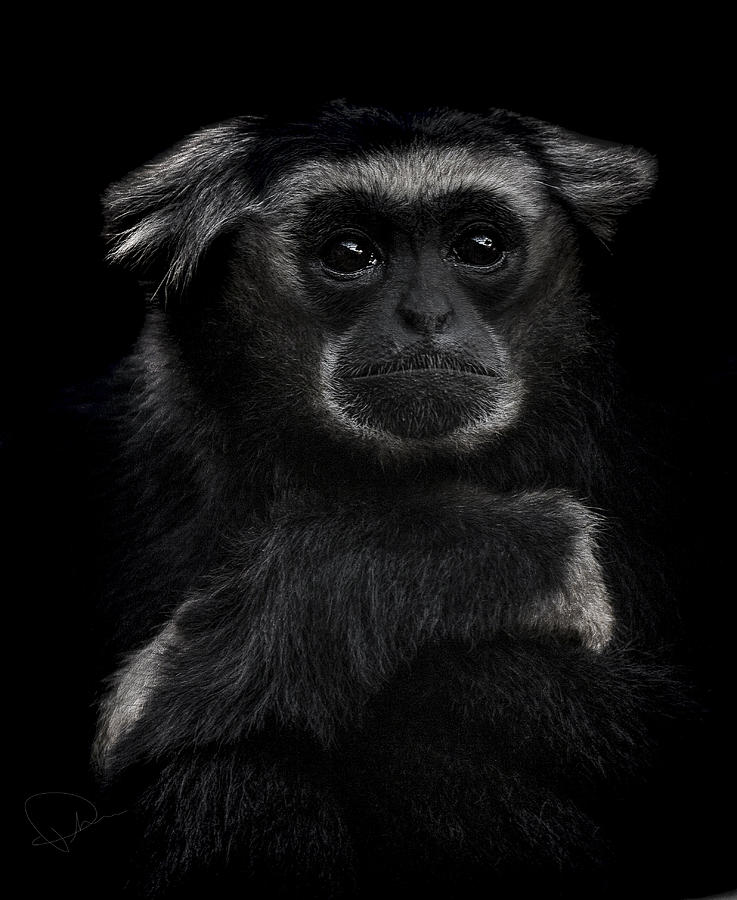 Monkey Photograph - As time goes by by Paul Neville