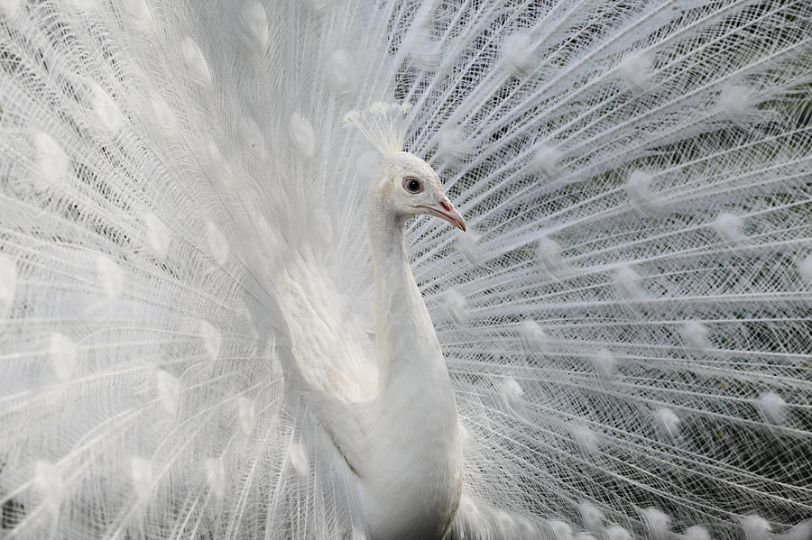 Peacock Photograph - As White As Snow by Victoria Ivanova