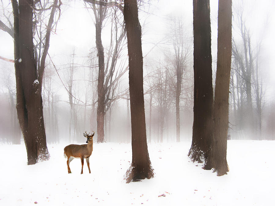 As Winter Calls Photograph by Jessica Jenney